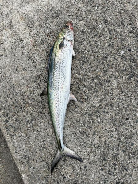 和歌山遠征でサワラ2本！