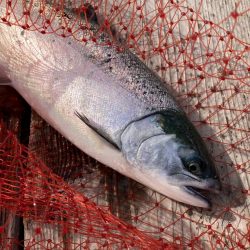 釣堀サーモン＊水宝さん