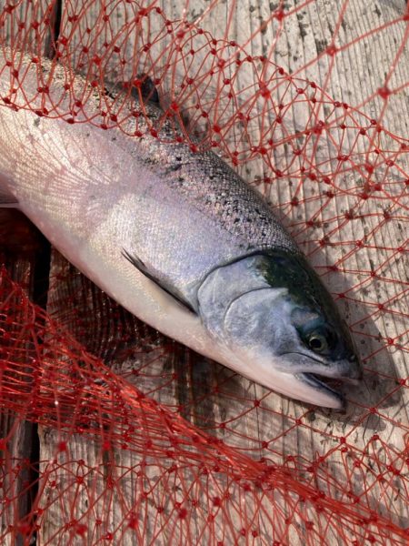 釣堀サーモン＊水宝さん