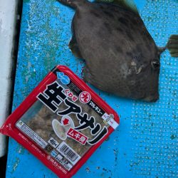 シーズン初カワハギ