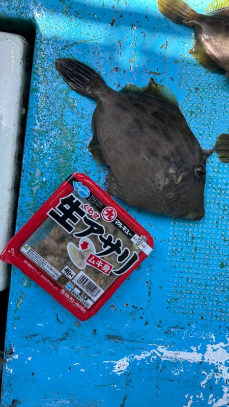 シーズン初カワハギ