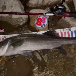 【シーバス】今年初。釣れた。。。