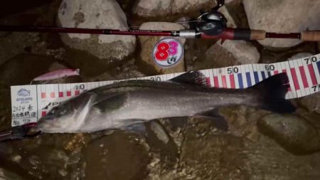 【シーバス】今年初。釣れた。。。