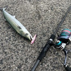 コウイカ狙いからのサゴシラッシュ！