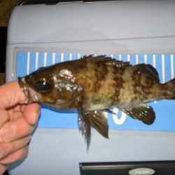 アジングとメバリングまじり