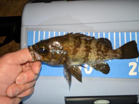 アジングとメバリングまじり