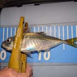 アジングにメバリングまじり