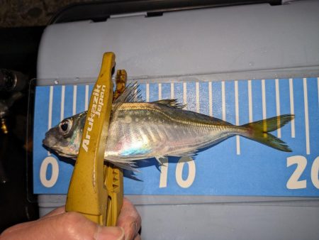 アジングにメバリングまじり