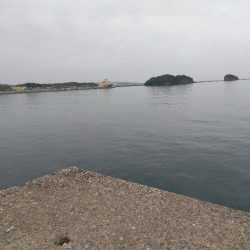 サゴシ記録更新！！