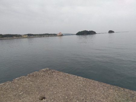 サゴシ記録更新！！