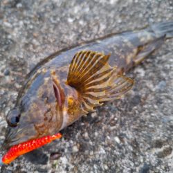 ロックフィッシュ釣り