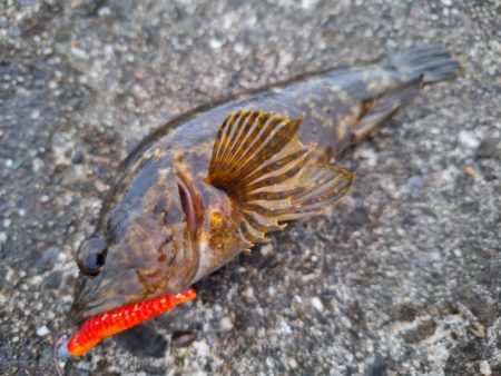 ロックフィッシュ釣り