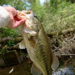 ウキウキパターン