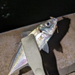 この時期に！？