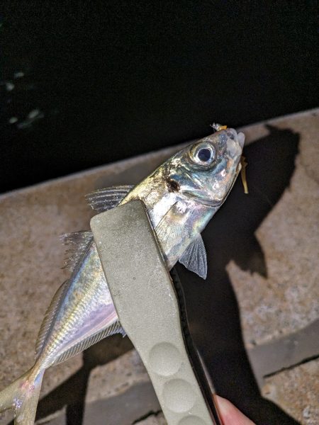 この時期に！？