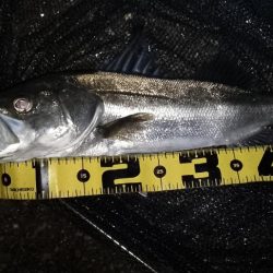 終了間際のライズ