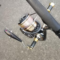 シーバス不在？