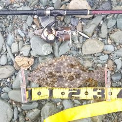 初めてのフラットフィッシュ