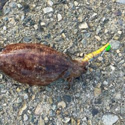 春のサゴシ祭り