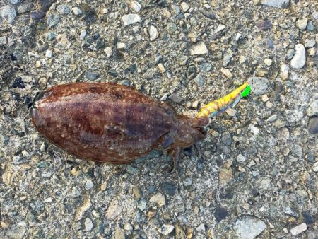 春のサゴシ祭り