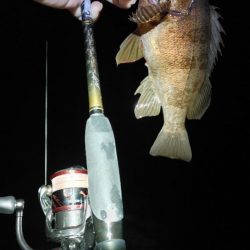 メバルプラッキング