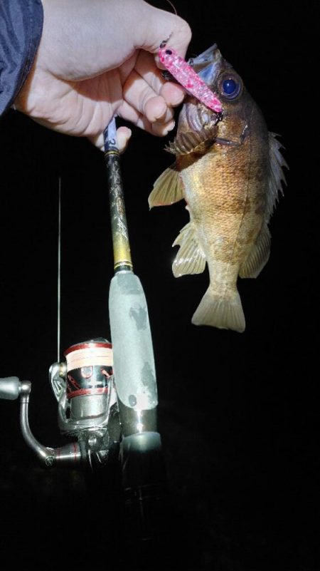 メバルプラッキング