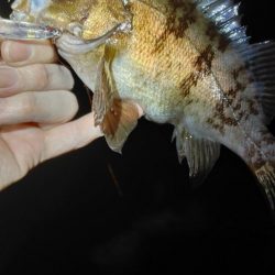 メバルプラッキング