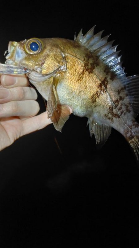 メバルプラッキング