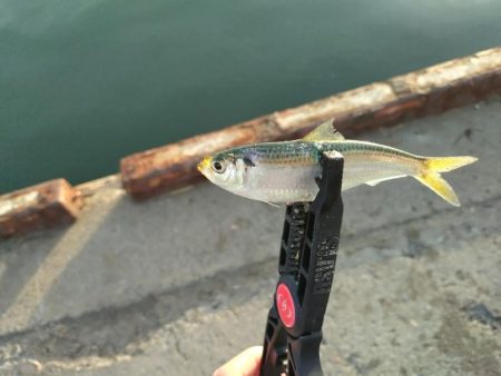 初心忘れべからず