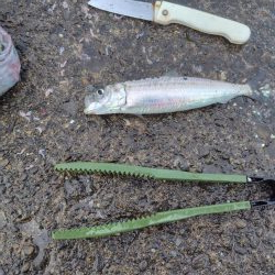 狙って釣れると嬉し！