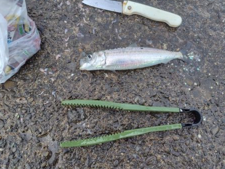 狙って釣れると嬉し！