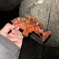 陸っぱり釣行記