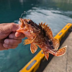 陸っぱり釣行記