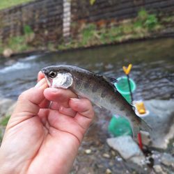 アマゴ釣り(管理釣り場)