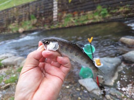 アマゴ釣り(管理釣り場)