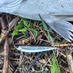 シーバス釣れました!