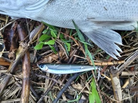 シーバス釣れました!