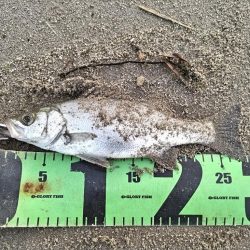 ヒラセイゴ釣れました!