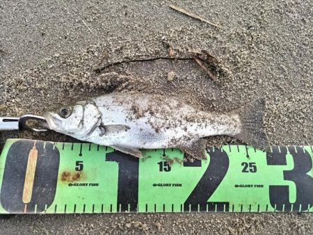 ヒラセイゴ釣れました!