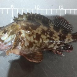 キス居ない、ガシラでリベンジ