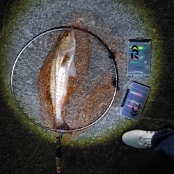 シーバス70cmと25cm