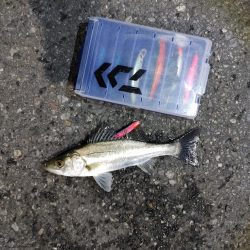 フッコ出ました