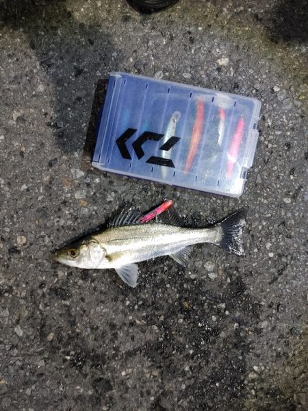 フッコ出ました