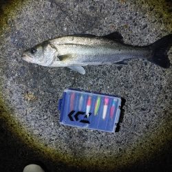 フッコ45cmセイゴ25cm