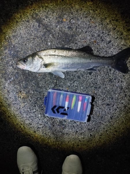 フッコ45cmセイゴ25cm