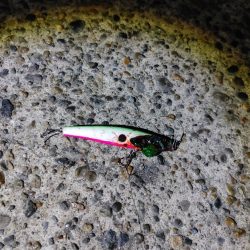 ヒラスズキ75cm(自己記録)(^^)