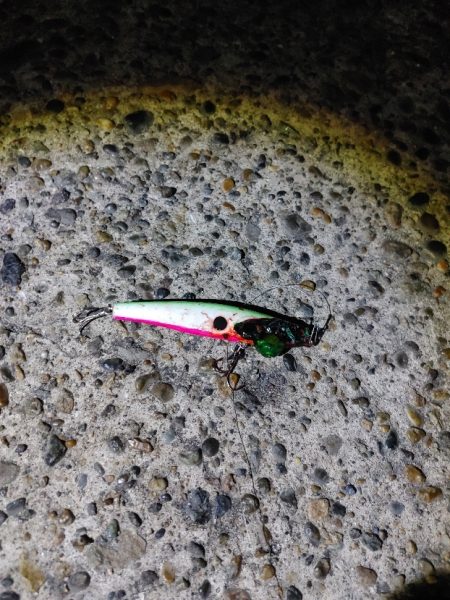 ヒラスズキ75cm(自己記録)(^^)