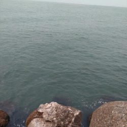 サゴシ、ホタルイカ(お)