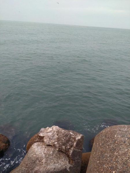 サゴシ、ホタルイカ(お)