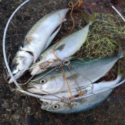 フクラギ３匹　サバ１匹